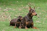 DOBERMANN 332